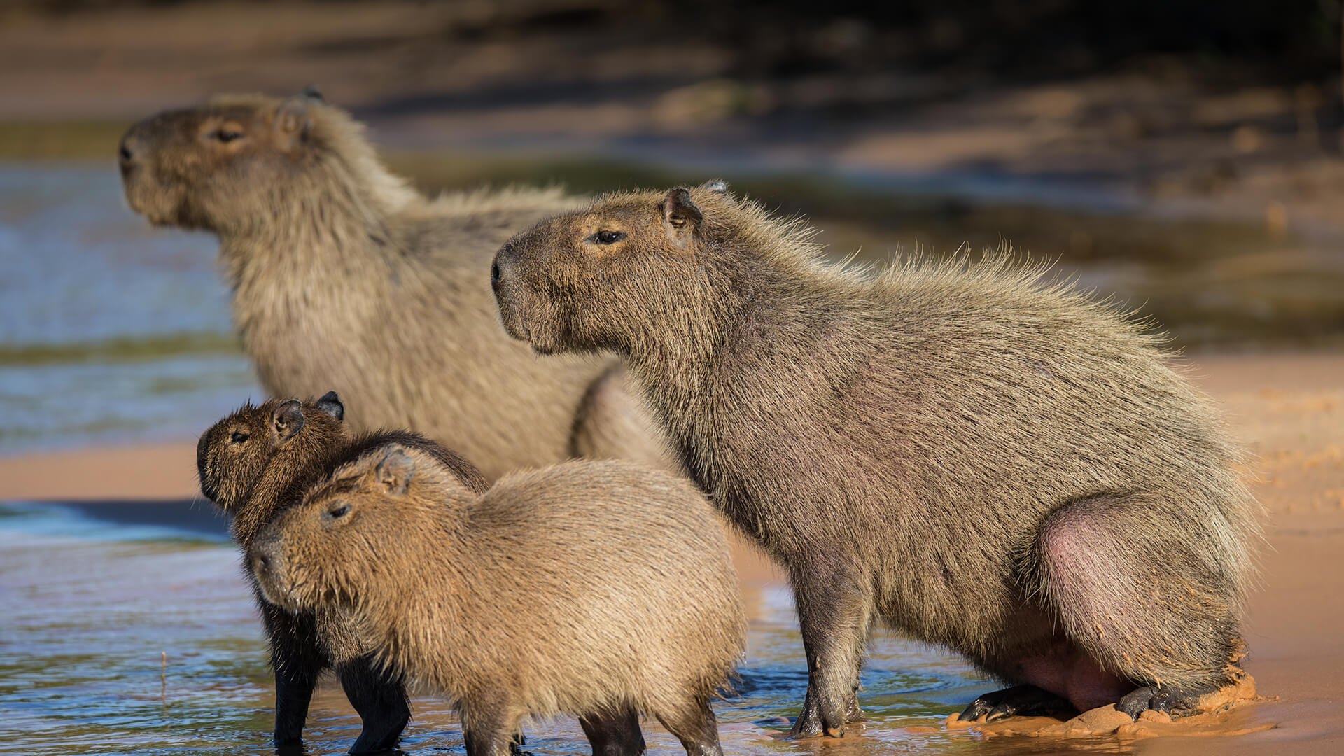 a capybara in the sun
