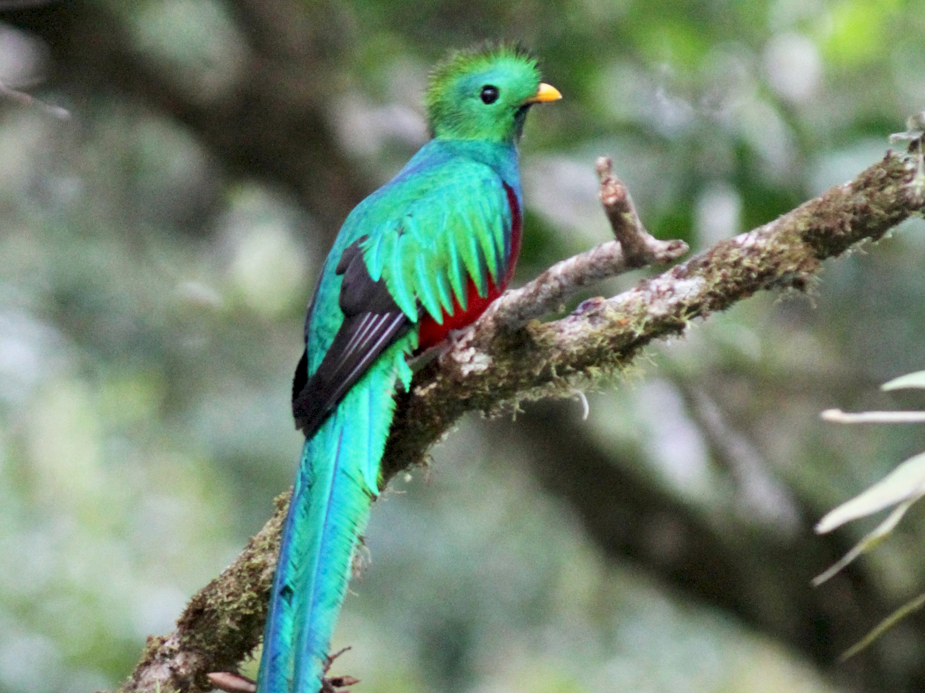 quetzal on a branch
